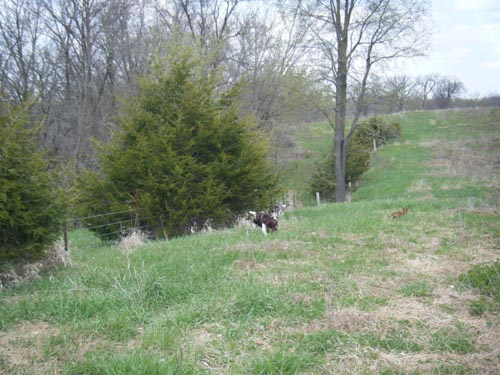 Photo Album for Brush Dale Hunting Preserve and Kennel