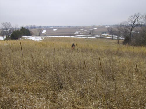 Photo Album for Brush Dale Hunting Preserve and Kennel