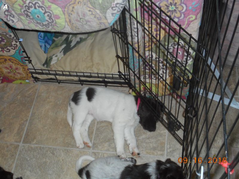 Yetta (Pink)