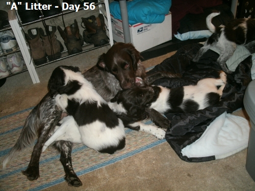 Small Munsterlander Pointer A Litter