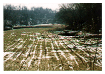 Creek Reforestation 1998