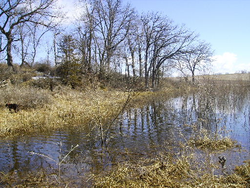 Wetland Duck Pond at Brush Dale Hunting Preserve
