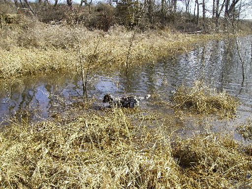 Wetland Duck Pond at Brush Dale Hunting Preserve