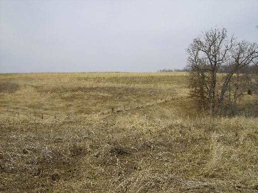 Iowa Prairie Project at Brush Dale Hunting Preserve and Kennel