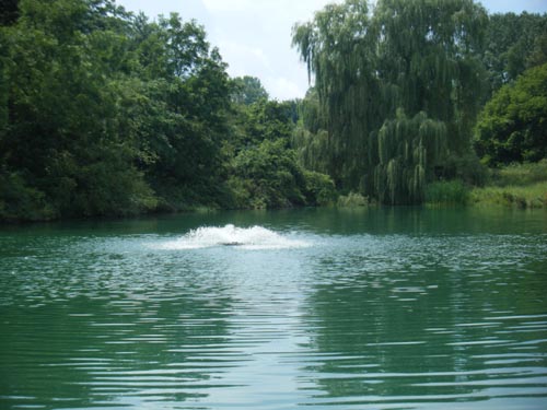 Gazebo Pond at Brush Dale Hunting Preserve