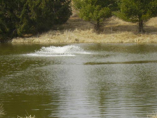 Field Pond at Brush Dale Hunting Preserve