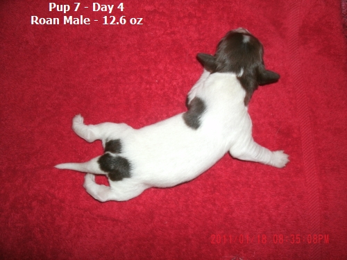 Small Munsterlander Pointer B Litter