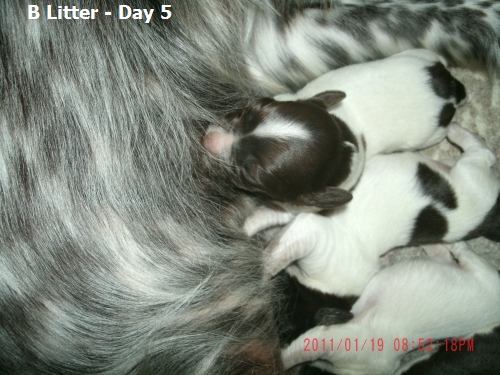 Small Munsterlander Pointer B Litter