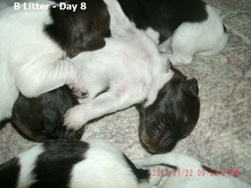 Small Munsterlander Pointer B Litter