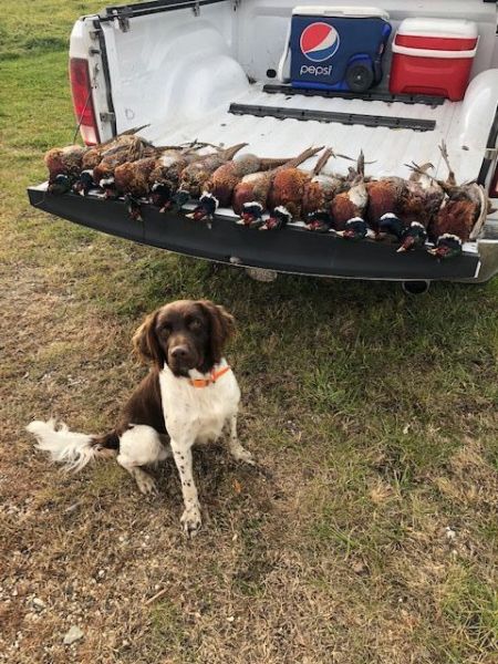 Small Munsterlander Pointer Photos