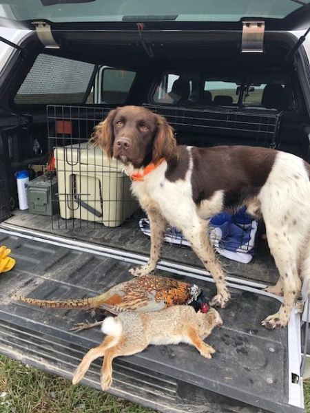 Small Munsterlander Pointer Photos
