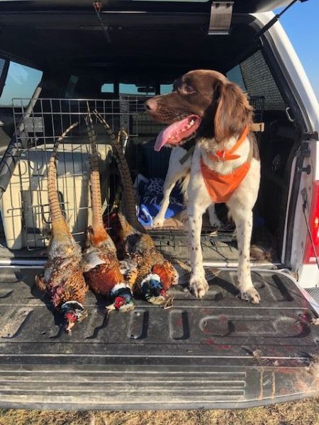 Small Munsterlander Pointer Photos
