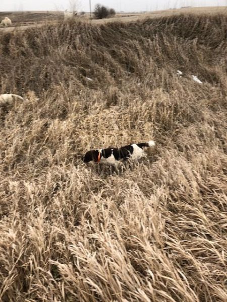 Small Munsterlander Pointer Photos