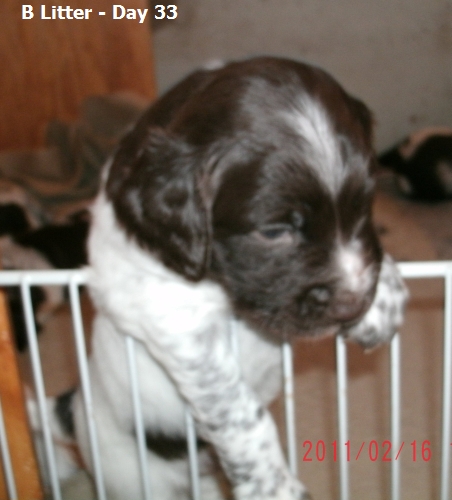 Small Munsterlander Pointer B Litter