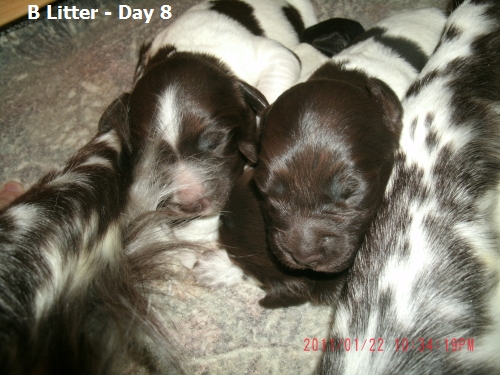 Small Munsterlander Pointer B Litter