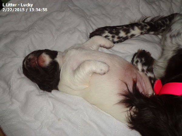 Small Munsterlander Pointer L Litter